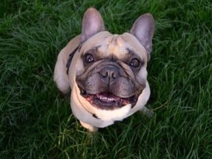 Animal abuse soars in Devon