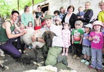 Flocking to sheep shearing