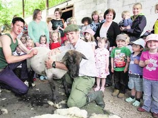 Flocking to sheep shearing