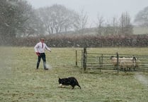 Tom top dog in Maltese Cross