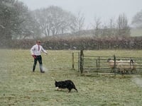 Tom top dog in Maltese Cross