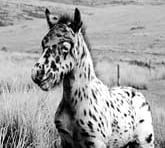 Peace and quiet for Pongo