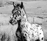 Peace and quiet for Pongo