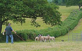 Sheepdog trials benefit cancer charity
