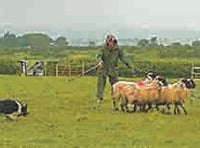Popular sheepdog trial at Plasterdown