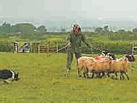Popular sheepdog trial at Plasterdown