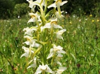 Rare species on the increase on Dartmoor