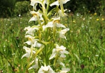 Rare species on the increase on Dartmoor
