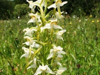 Rare species on the increase on Dartmoor