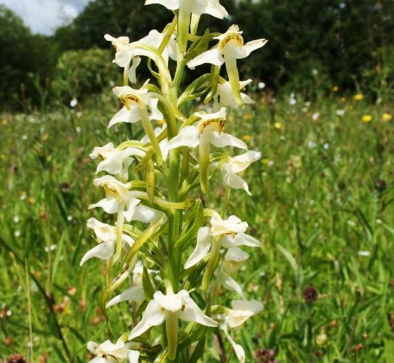 Rare species on the increase on Dartmoor