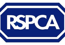 RSPCA appealing for information after mutilated cat discovered in Tavistock