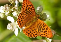 Butterfly experts visiting Tamar Valley Centre later this month