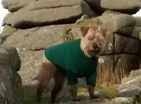Couple continue to hunt for missing terrier Brecon