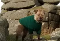 Couple continue to hunt for missing terrier Brecon
