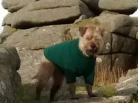 Couple continue to hunt for missing terrier Brecon