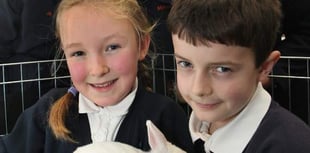 Ruby the rabbit joins South Tawton Primary