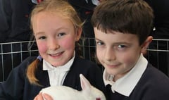 Ruby the rabbit joins South Tawton Primary