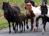 Tavistock MP calls for Dartmoor pony protection