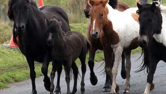 Abgeordneter von Tavistock fordert Schutz für Dartmoor-Ponys