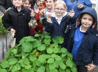 Planting daffodil bulbs at Bere Alston Primary School