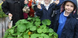 Planting daffodil bulbs at Bere Alston Primary School
