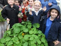 Planting daffodil bulbs at Bere Alston Primary School