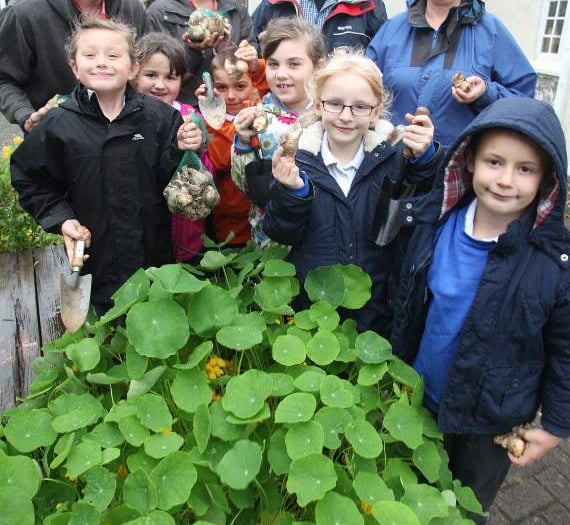 Planting daffodil bulbs at Bere Alston Primary School