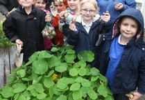 Planting daffodil bulbs at Bere Alston Primary School