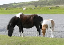 A formula to save Dartmoor hill ponies