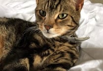 Appeal for information after cat shot with air rifle in Yelverton