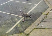 Baby seagull found struggling in Tavistock