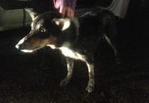 RSPCA rescue missing dog from Okehampton