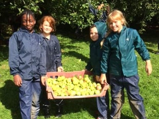 Call for apples for pressing at Iddesleigh's Nethercott House