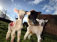 Sheep in lamb attacked by dog in Long Ash area of Roborough Down