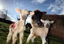 Sheep in lamb attacked by dog in Long Ash area of Roborough Down