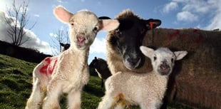 Sheep in lamb attacked by dog in Long Ash area of Roborough Down