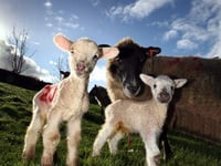 Sheep in lamb attacked by dog in Long Ash area of Roborough Down