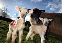 Sheep in lamb attacked by dog in Long Ash area of Roborough Down