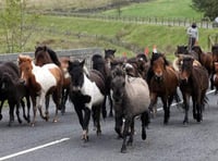 Death sentence for ponies??