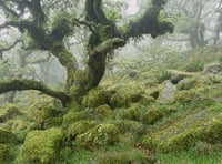 South West's vulnerable rainforests lifeline announced.
