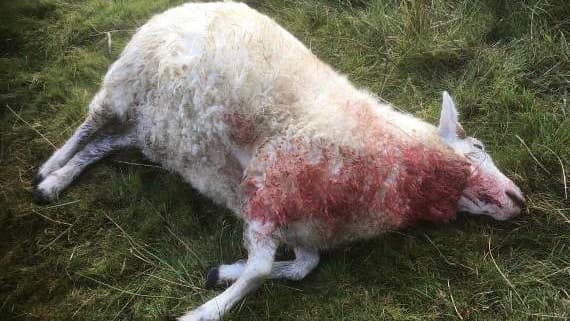 Animal had to be put to sleep after suffering 'horrendous injuries' 