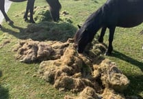 People warned to not dump garden waste on Dartmoor