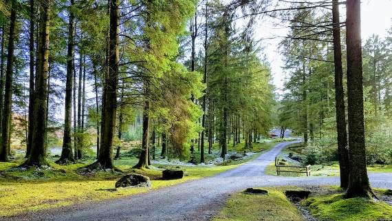 Pay and display machine approved at forest site