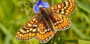 Dartmoor butterfly project shortlisted for national award