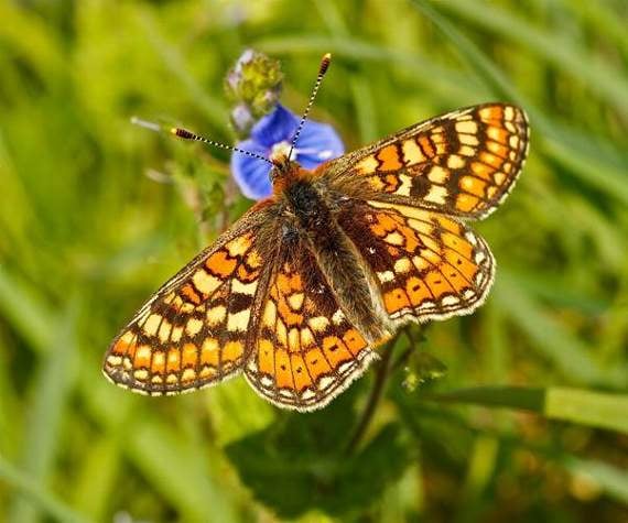 Dartmoor butterfly project shortlisted for national award