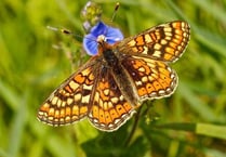 Dartmoor butterfly project shortlisted for national award