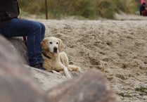 The summer beach ban for dogs is over in Devon and Cornwall