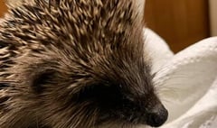Okehampton charity comes to hedgehog's rescue