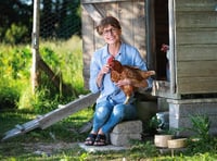 Adopt some hens and save them from slaughter