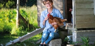 Adopt some hens and save them from slaughter